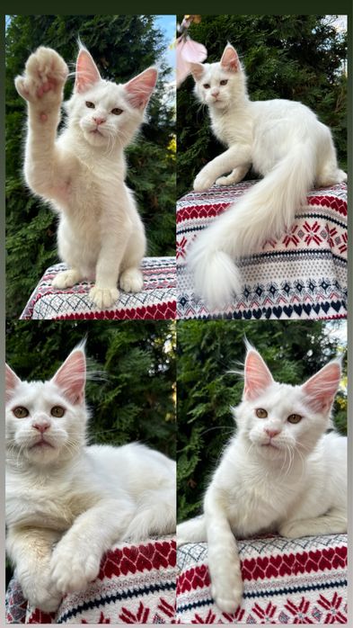 Ексклюзивні лінії, розкішний типаж дівчата та хлопчики мейн кун 5 міся