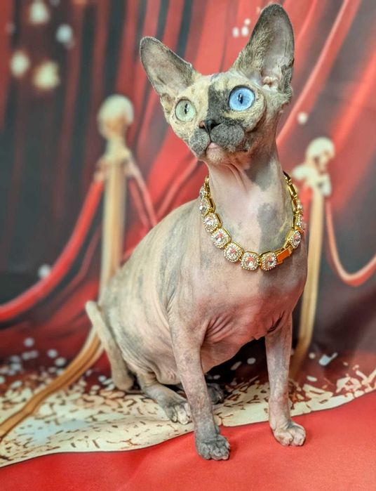 Unikatowa piękność. Jedyna taka na świecie różnooka chimera.