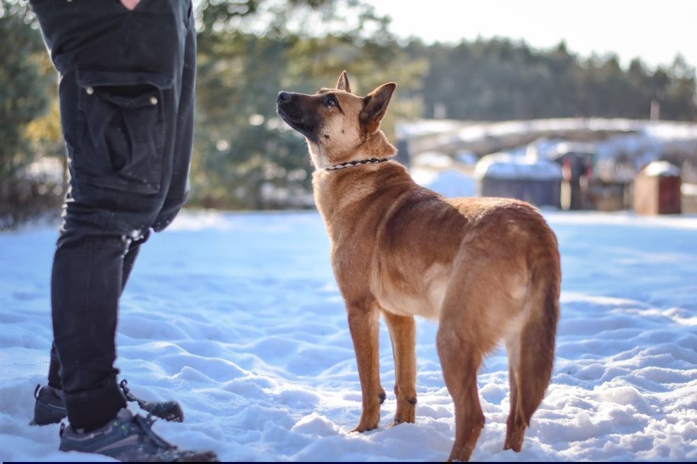 Ziomuś kochany psiak do adopcji