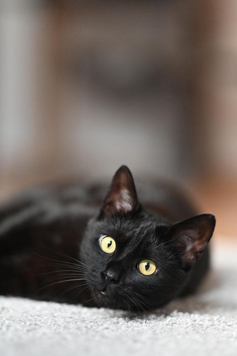 Słodki Figiel czeka na adopcje