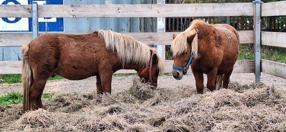 Kasztanka do adopcji