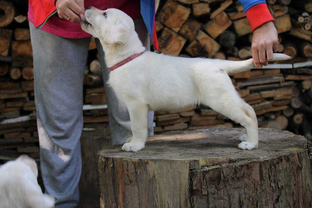 Biszkoptowa suczka labrador rodowód ZkWP FCI przebadana! dogoterapia!