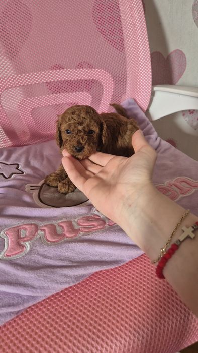 Pudel toy/ mini dziewczynki