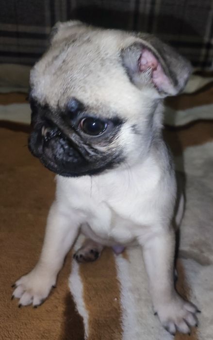 Мопсята- дитинчата