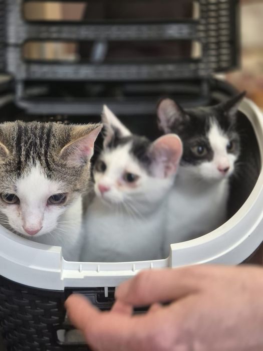 Kocięta do adopcji!