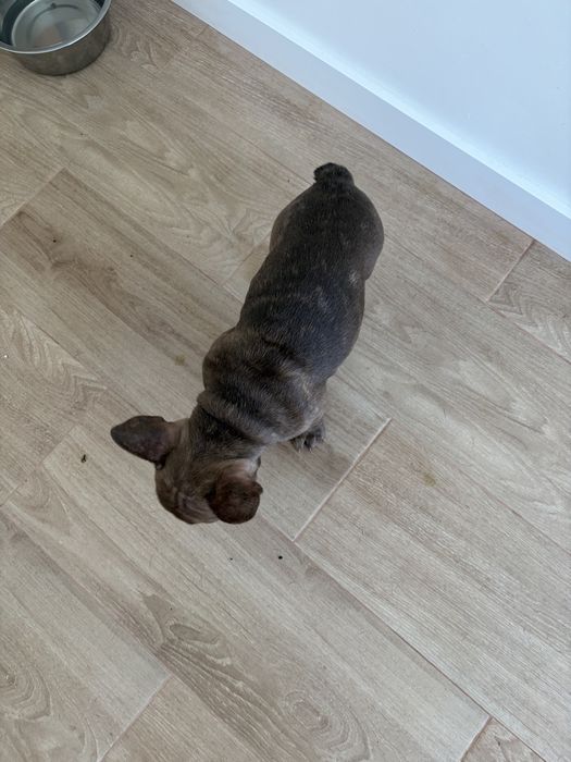 Bulldog francês fêmea chocolate