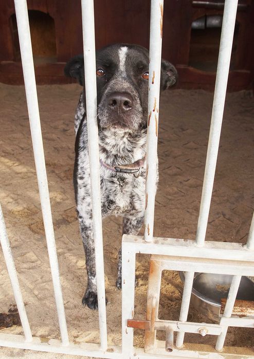 Luka - dereszowata piękność do adopcji.