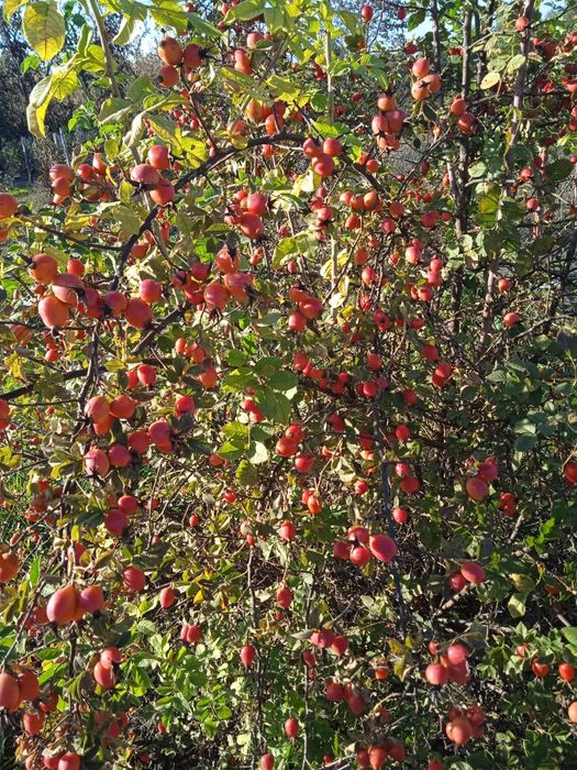Саженцв ореха фундука,калины, и др.