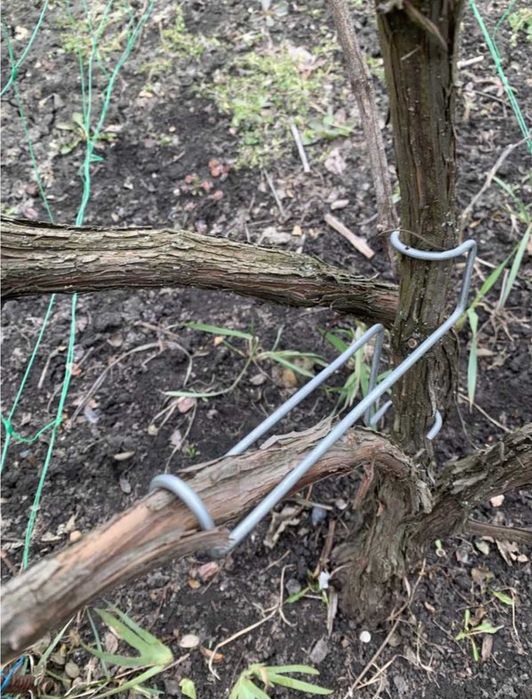 Кліпса скоба поперечна для фіксації гілок