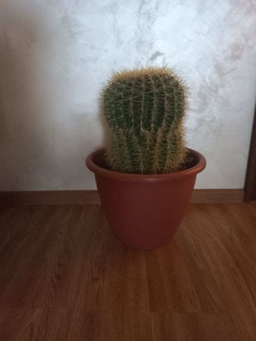 Продам наш кактус