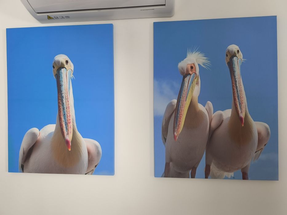 duas pinturas com pelicanos