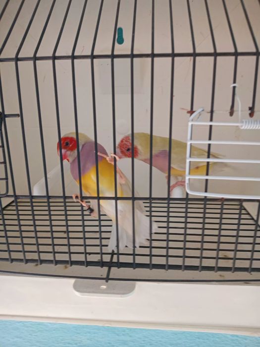 Vendo casal de gould