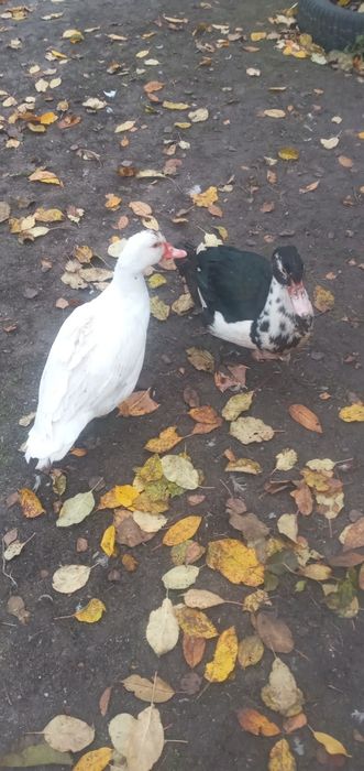 1 молода качка важкоi нiмецькоi лiнii змiнить мicце проживання 500 гр