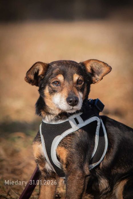 Edzio - miły, malutki piesek do adopcji.