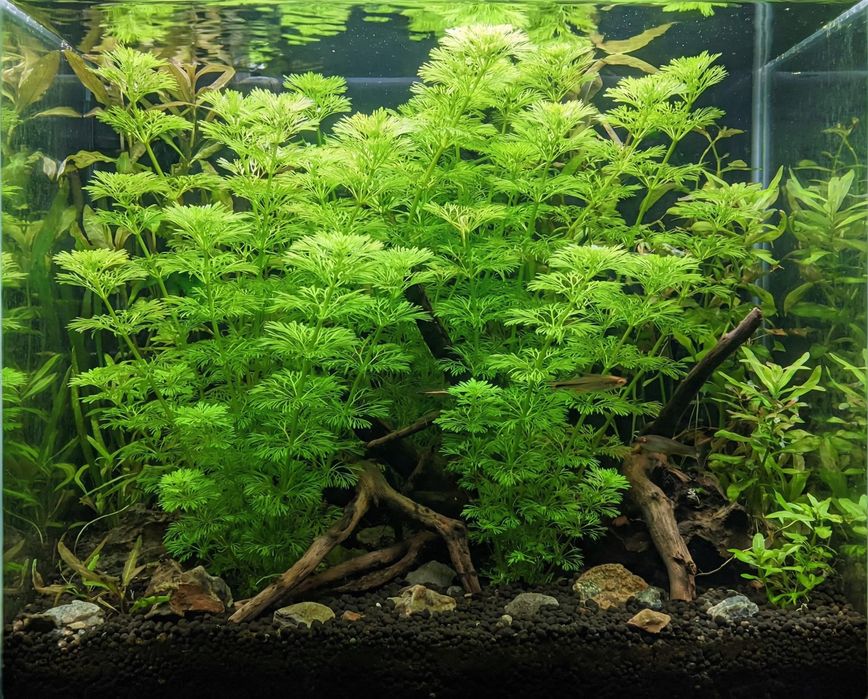Limnophila sessiliflora – Planta de Crescimento Rápido e Fácil
