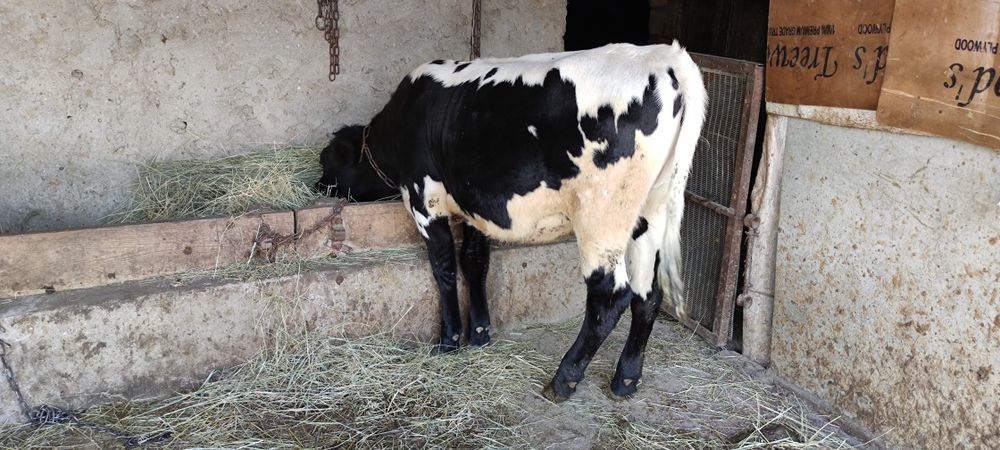 Продам тёлочку голштинку