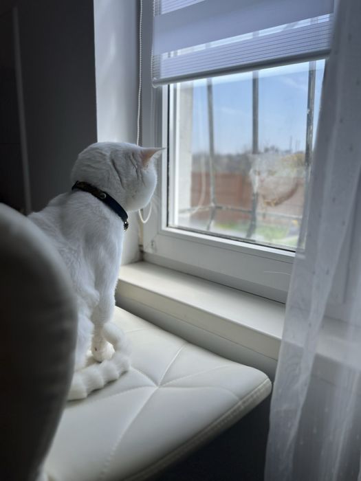 Кот британец Приглашает в гости кошечку