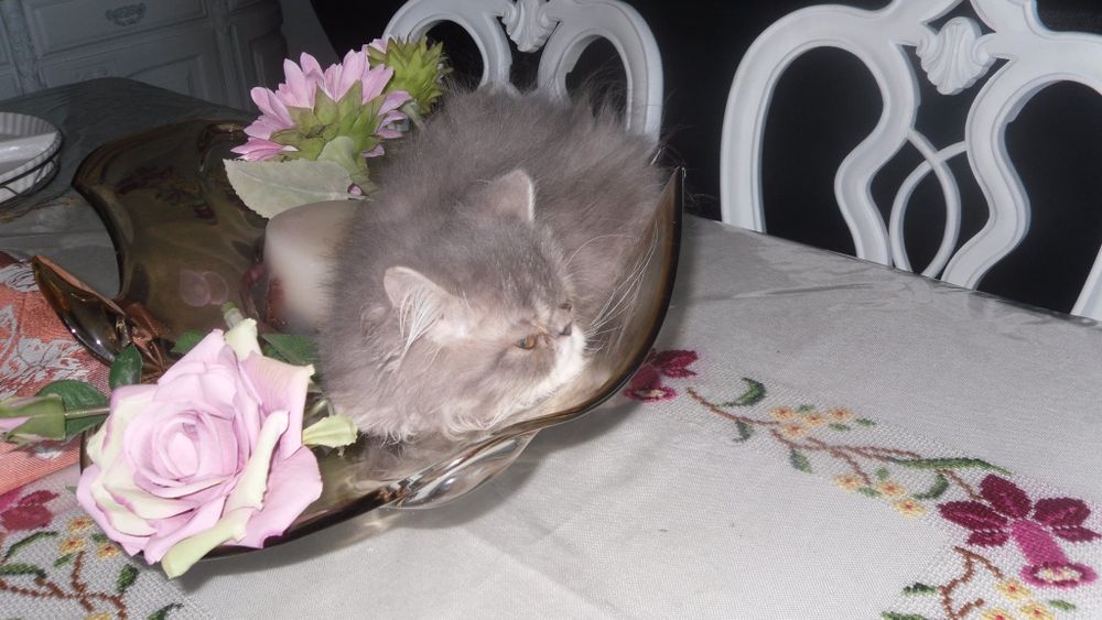 Gato macho persa
