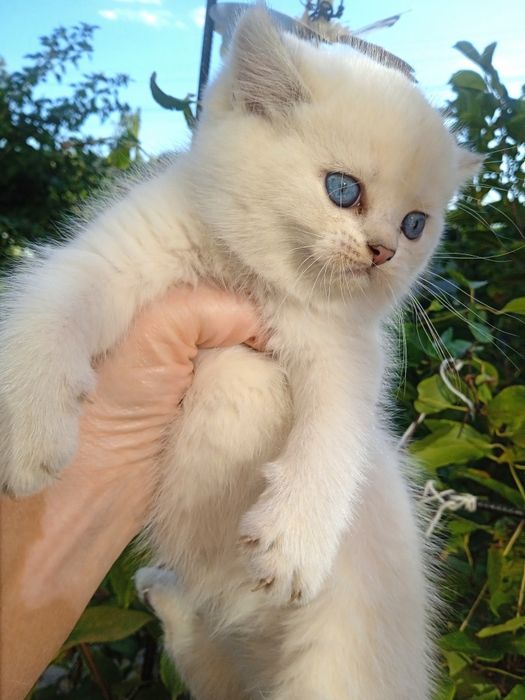 Британська короткошерста