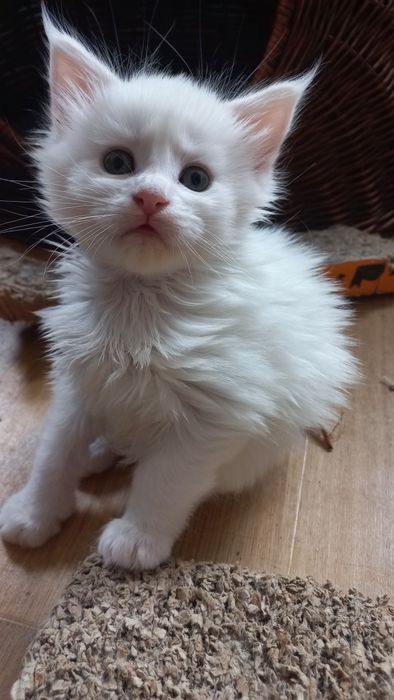 Kocurek Maine Coon WCF