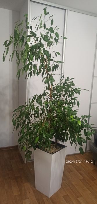 Benjaminek duży, zdrowy, piękny