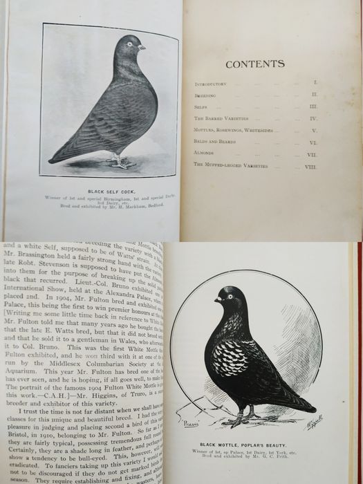 Long Faced Tumblers And all About them, C. A. House 1911 pombos