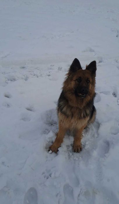 szczeniaki owczarka niemieckiego