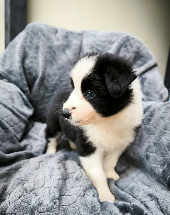 Border collie piesek