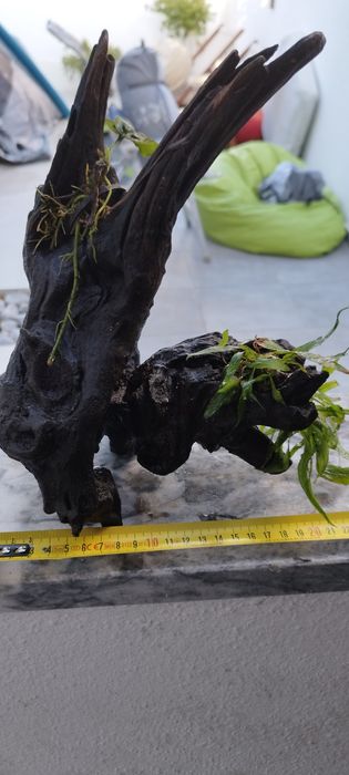 Tronco com plantas