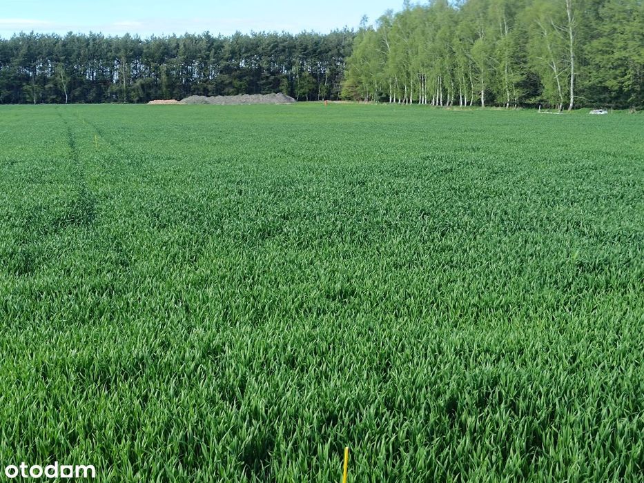 Działka przy lesie - Widok 2