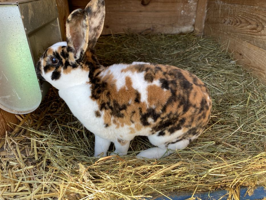 Królik samica rex trójbarwny