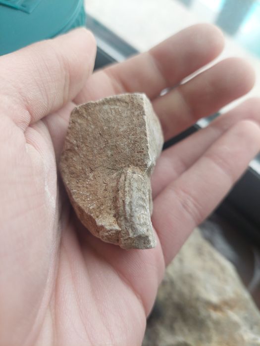 Fóssil amonite Jurássico