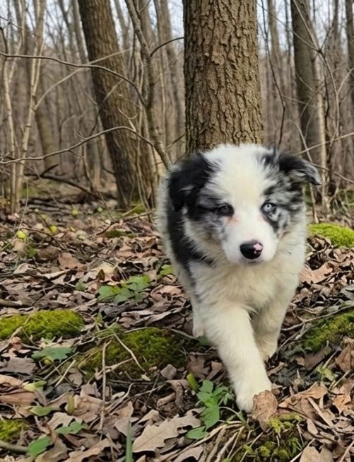 Border collie piesek gotowy do odbioru