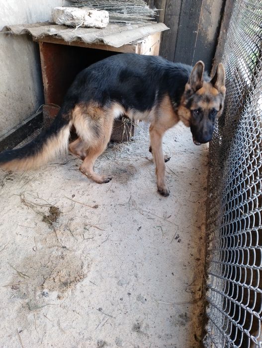 Кобель німецької вівчарки для в'язки.