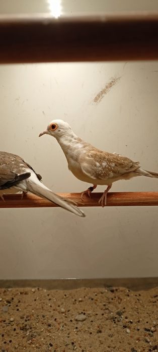 Gołąbki diamentowe samiczki