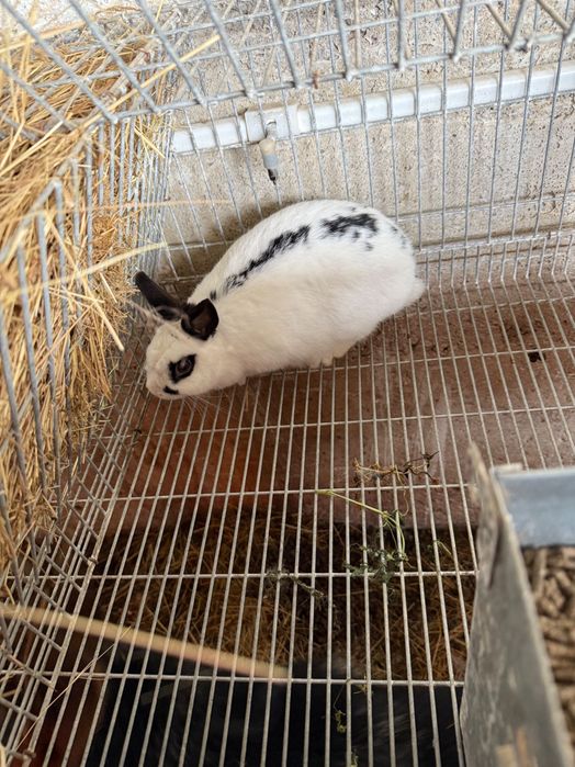 Coelhos mini borboleta