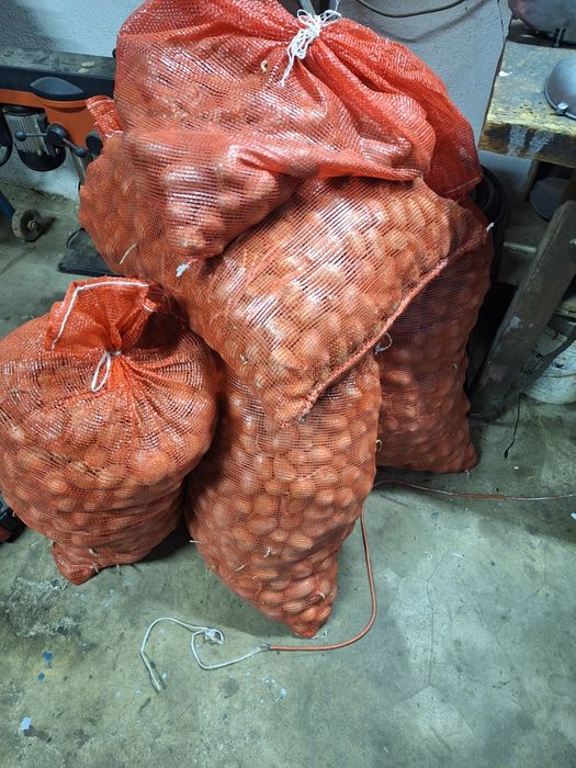 Ziemniaki sadzeniaki