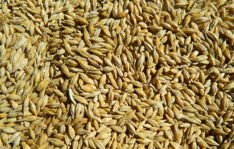 Ячмінь урожай 2025