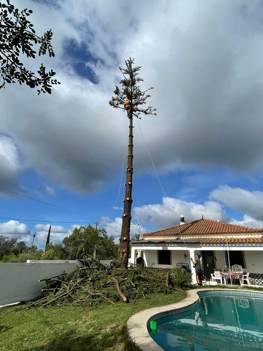Corte e abate de árvores e palmeiras em situação difícil.