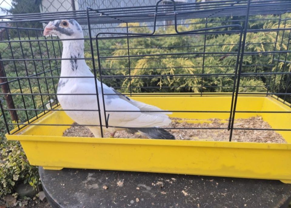 Gołębie rzeszowskie samce