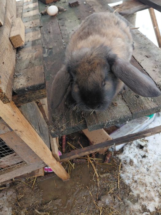 Продам кроликів  французький баран