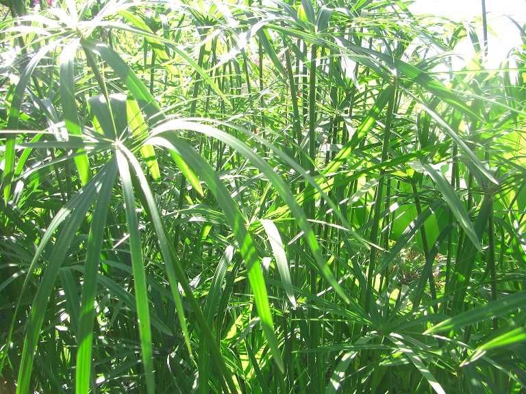 Cibora- papirus: roślina doniczkowa lub ogrodowa