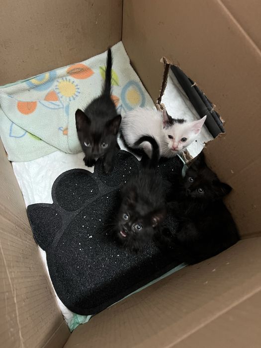 Gatinhos para Adoção Responsável