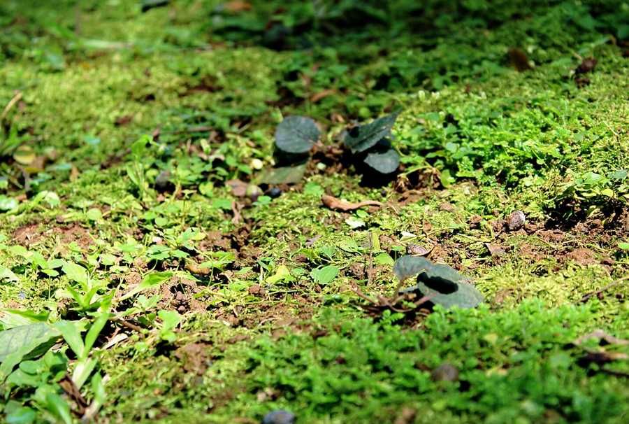 Zlece zagospodarowanie ogrodu,przygotowanie do prostych nasadzen