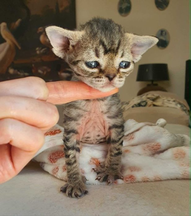 Kot Devon Rex Kociak Devon Devonek Rex Kociak Panterka