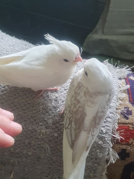 Caturras domesticadas só disponível  a branco