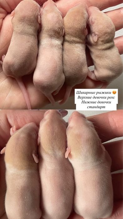 Доставка по УКРАЇНІ !!  Рідкісні руді пацюки щури. Рекс дамбо
