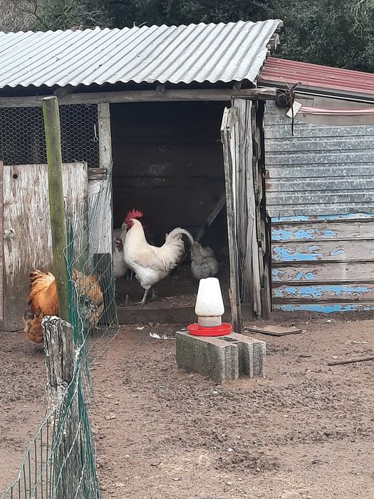 Galinhas de raça-ovos