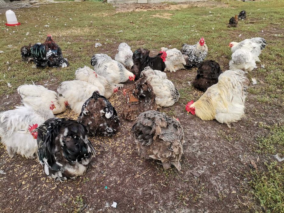 Kochiny miniaturowe koguty