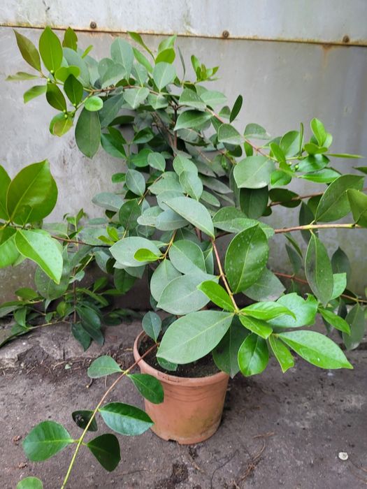 Gujawa truskawkowa-psidium catleyanum - sadzonka 50 cm